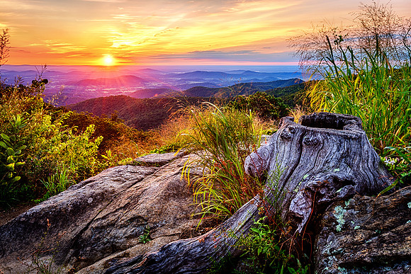 Stump at Hazel Mountain Overlook