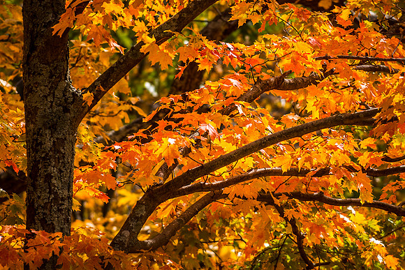Fall Leaves