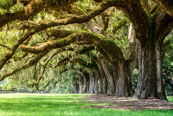 Boone Hall Plantation, SC