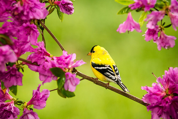 American Goldfinch