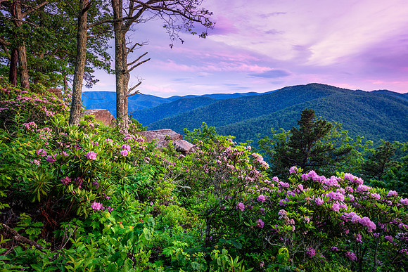 Mountain Laurel