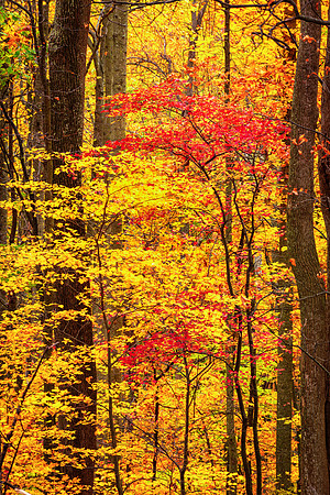 Fall Colors in Shenandoah