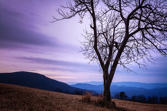 Lone Tree at Spitler Knoll