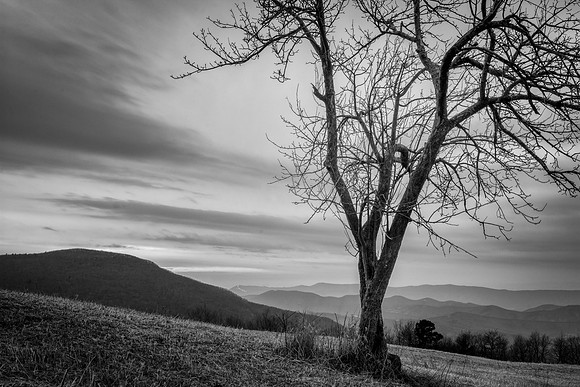 Spitler Knoll Tree